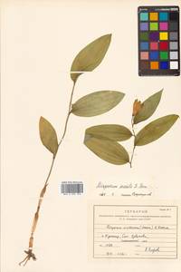 Disporum sessile D.Don ex Schult. & Schult.f., Сибирь, Дальний Восток (S6) (Россия)