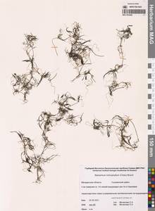 Лютик волосолистный, Шелковник волосолистный Chaix, Сибирь, Чукотка и Камчатка (S7) (Россия)