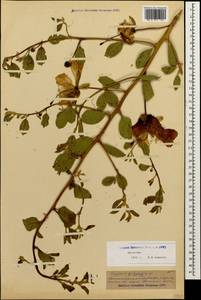 Каперсы травянистые (Willd.) Fici, Кавказ, Дагестан (K2) (Россия)