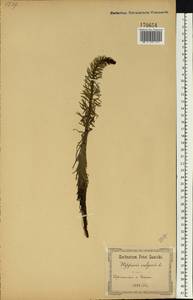 Хвостник обыкновенный, Водяная сосенка L., Восточная Европа, Южно-Украинский район (E12) (Украина)