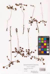 Росянка круглолистная L., Восточная Европа, Западный район (E3) (Россия)