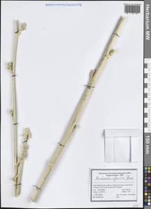 Haussknechtia elymaitica Boiss., Зарубежная Азия (ASIA) (Иран)