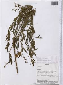 Crotalaria brevidens Benth., Америка (AMER) (Парагвай)