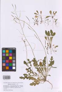 Двурядка стенная (L.) DC., Восточная Европа, Московская область и Москва (E4a) (Россия)