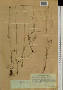 Ranunculus arcticus Richardson, Сибирь, Чукотка и Камчатка (S7) (Россия)