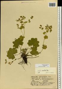 Манжетка горная Opiz, Восточная Европа, Центральный район (E4) (Россия)