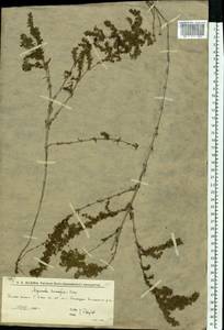 Подмаренник распростертый M.Bieb., Восточная Европа, Нижневолжский район (E9) (Россия)