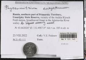 Physcomitrium eurystomum Sendtn., Гербарий мохообразных, Мхи - Дальний Восток (без Чукотки и Камчатки) (B20) (Россия)