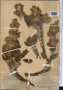 Зопничек тяньшанский (Popov) Adylov, Kamelin & Makhm., Средняя Азия и Казахстан, Западный Тянь-Шань и Каратау (M3) (Казахстан)