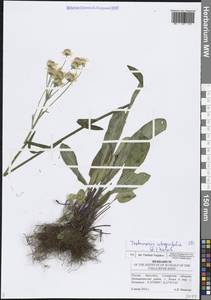 Пепельник цельнолистный (L.) Holub, Восточная Европа, Средневолжский район (E8) (Россия)