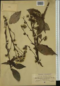 Hieracium racemosum subsp. crinitiforme Zahn, Западная Европа (EUR) (Босния и Герцеговина)