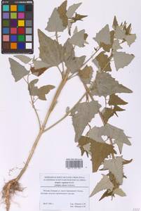 Лебеда стрелолистная, Лебеда лоснящаяся Borkh., Восточная Европа, Московская область и Москва (E4a) (Россия)