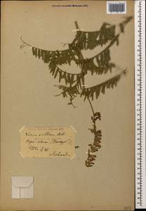 Горошек мохнатый Roth, Кавказ, Азербайджан (K6) (Азербайджан)