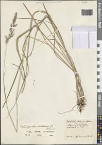 Вейник тростниковый (L.) Roth, Кавказ, Северная Осетия, Ингушетия и Чечня (K1c) (Россия)