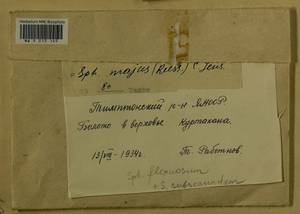 Sphagnum majus (Russow) C.E.O. Jensen, Гербарий мохообразных, Мхи - Якутия (B19) (Россия)