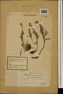 Цмин песчаный (L.) Moench, Кавказ, Грузия (K4) (Грузия)