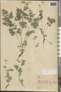 Бутень опьяняющий L., Крым (KRYM) (Россия)