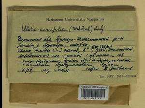 Ulota curvifolia (Wahlenb.) Sw., Гербарий мохообразных, Мхи - Прибайкалье и Забайкалье (B18) (Россия)