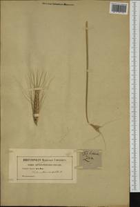 Пшеница полба, Спельта (L.) Thell., Западная Европа (EUR) (Неизвестно)