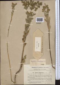 Euphorbia microsphaera Boiss., Средняя Азия и Казахстан, Сырдарьинские пустыни и Кызылкумы (M7) (Узбекистан)