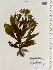 Heliotropium foertherianum Diane & Hilger, Зарубежная Азия (ASIA) (Мальдивы)