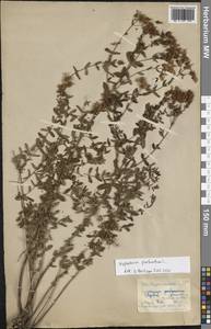 Зверобой продырявленный L., Восточная Европа, Московская область и Москва (E4a) (Россия)