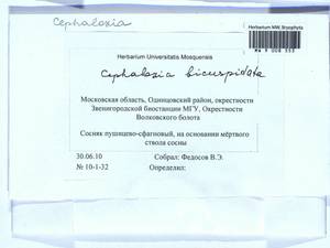 Cephalozia bicuspidata (L.) Dumort., Гербарий мохообразных, Мхи - Москва и Московская область (B6a) (Россия)
