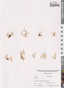 Триостренник болотный L., Сибирь, Чукотка и Камчатка (S7) (Россия)