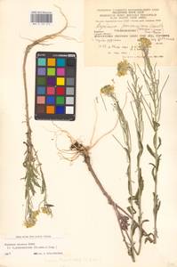 Желтушник душистый Ehrh., Восточная Европа, Западно-Украинский район (E13) (Украина)