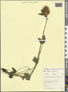 Клевер волосистоголовый M.Bieb., Кавказ, Дагестан (K2) (Россия)