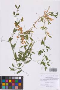 Чина клубненосная L., Восточная Европа, Московская область и Москва (E4a) (Россия)