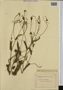 Hedypnois arenaria (Schousb.) DC., Западная Европа (EUR) (Неизвестно)