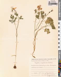 Хохлатка магаданская A.P.Khokhr., Сибирь, Чукотка и Камчатка (S7) (Россия)