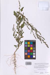 Марь белая L., Восточная Европа, Московская область и Москва (E4a) (Россия)