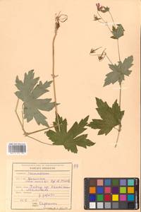 Герань Максимовича Regel & Maack, Сибирь, Дальний Восток (S6) (Россия)