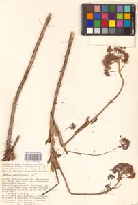 Очитник обыкновенный (L.) H.Ohba, Восточная Европа, Нижневолжский район (E9) (Россия)