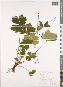 Подлесник европейский L., Восточная Европа, Центральный район (E4) (Россия)