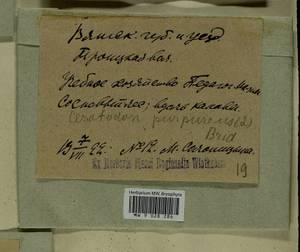 Ceratodon purpureus (Hedw.) Brid., Гербарий мохообразных, Мхи - Пермский край, Удмуртия, Свердловская и Кировская области (B8) (Россия)