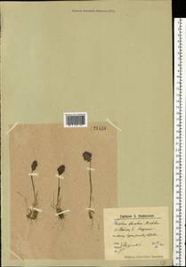 Koeleria spicata (L.) Barberá, Quintanar, Soreng & P.M.Peterson, Восточная Европа, Северный район (E1) (Россия)