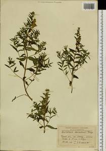 Шлемник байкальский Georgi, Сибирь, Прибайкалье и Забайкалье (S4) (Россия)