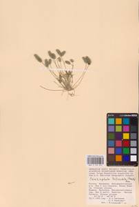 Ceratocephala orthoceras DC., Восточная Европа, Нижневолжский район (E9) (Россия)