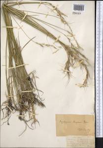 Pseudoroegneria strigosa (Schult.) Á.Löve, Средняя Азия и Казахстан, Джунгарский Алатау и Тарбагатай (M5) (Казахстан)