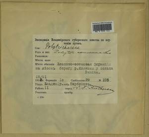 Polytrichum commune Hedw., Гербарий мохообразных, Мхи - Центральное Нечерноземье (B6) (Россия)
