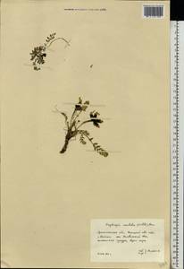 Остролодочник грязноватый (Willd.) Pers., Восточная Европа, Северный район (E1) (Россия)