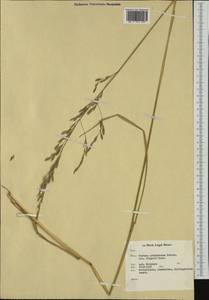 Lolium arundinaceum (Schreb.) Darbysh., Западная Европа (EUR) (Нидерланды)
