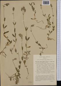 Silene vulgaris subsp. prostrata (Gaudin) Schinz & Thell., Западная Европа (EUR) (Италия)