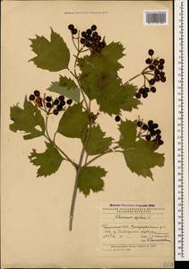 Калина обыкновенная, Калина красная L., Кавказ, Грузия (K4) (Грузия)