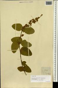 Desmodium velutinum (Willd.)DC., Зарубежная Азия (ASIA) (Филиппины)