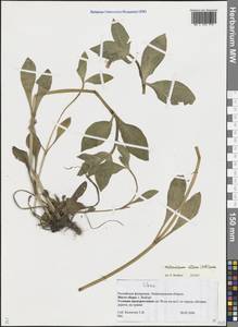 Дрема белая (Mill.) Greuter & Burdet, Восточная Европа, Северо-Западный район (E2) (Россия)