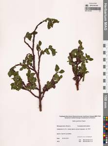 Ива красивая Cham., Сибирь, Чукотка и Камчатка (S7) (Россия)